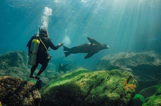 2 Tanks Scuba Diving in La Paz - Who Should Book This Tour?