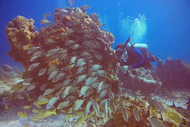 2 Tanks Scuba Diving in Punta Cancun Reefs for Certified Divers - Value and Quality for Divers