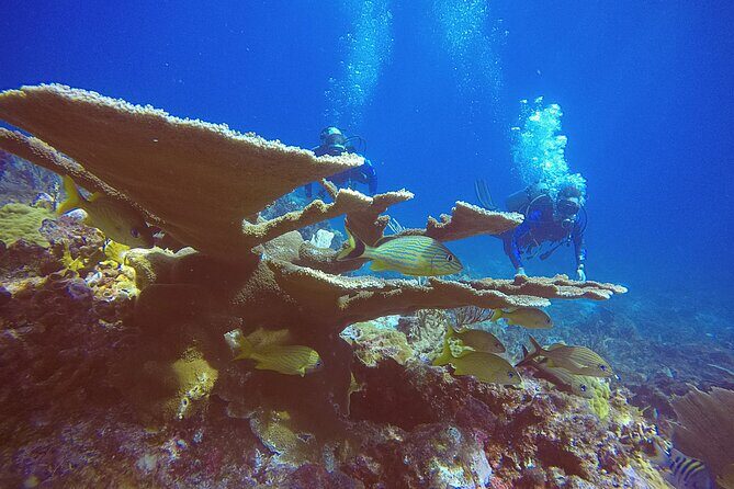 2 Tanks Scuba Diving in Punta Cancun Reefs for Certified Divers - The Sum Up