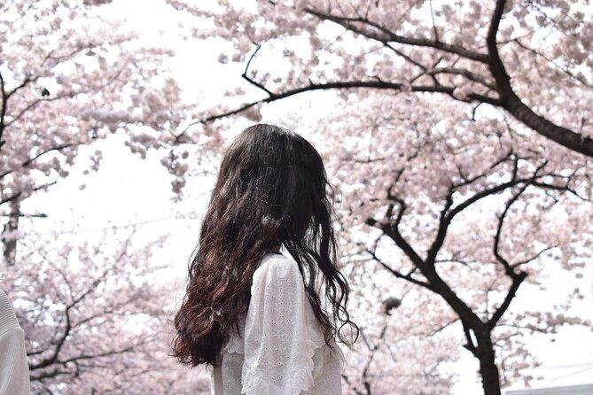 2025 Cherry Blossom East Day Tour in Jeju with UNESCO - An Introduction to the Tour