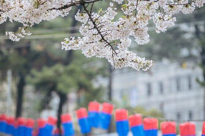 2025 Cherry Blossom East Day Tour in Jeju with UNESCO - In-Depth Itinerary Breakdown