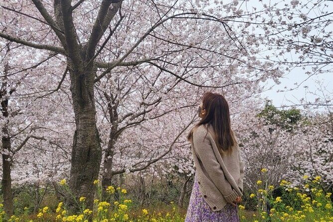 2025 JEJU Cherry Blossom West&South Full Day Tour with UNESCO - A Complete Look at the 2025 JEJU Cherry Blossom West&South Full Day Tour with UNESCO