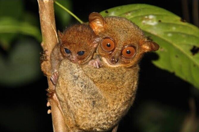2025 Tarsier, Waterfalls & Chocolate Hills Tour - The Itinerary Breakdown