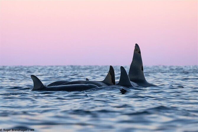 24hr Northern Lights & Whale Watching Cruise - What Makes This Tour Stand Out?