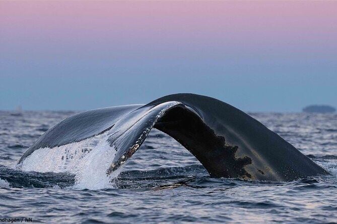 24hr Northern Lights & Whale Watching Cruise - FAQ