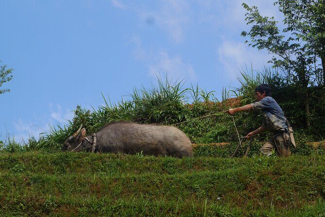 2D1N Buffalo trek by Hmong Sister House and Trekking - Practical Tips for Travelers