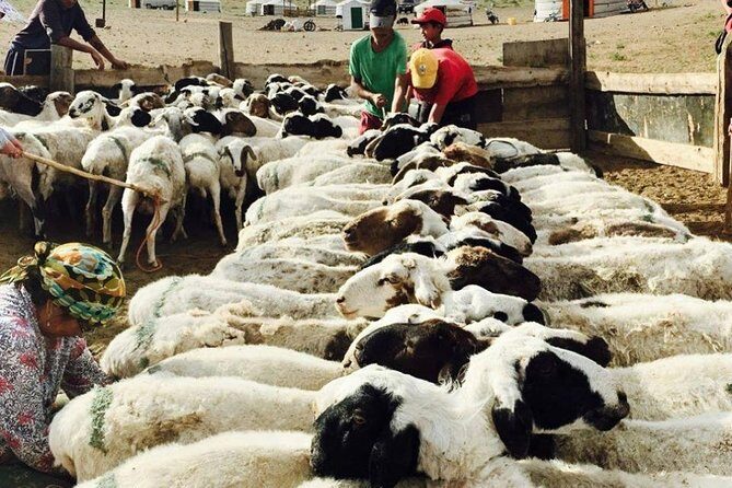 2D,1N Gobi desert and Old city Kharkhorum stay with Nomadic family - Final Thoughts