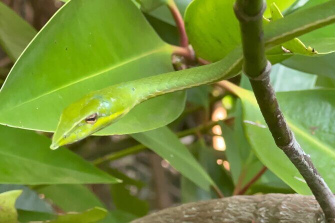 2h Bentota River Safari: Crocodiles, Monkeys, Mangrove & more - FAQ: Your Practical Questions Answered