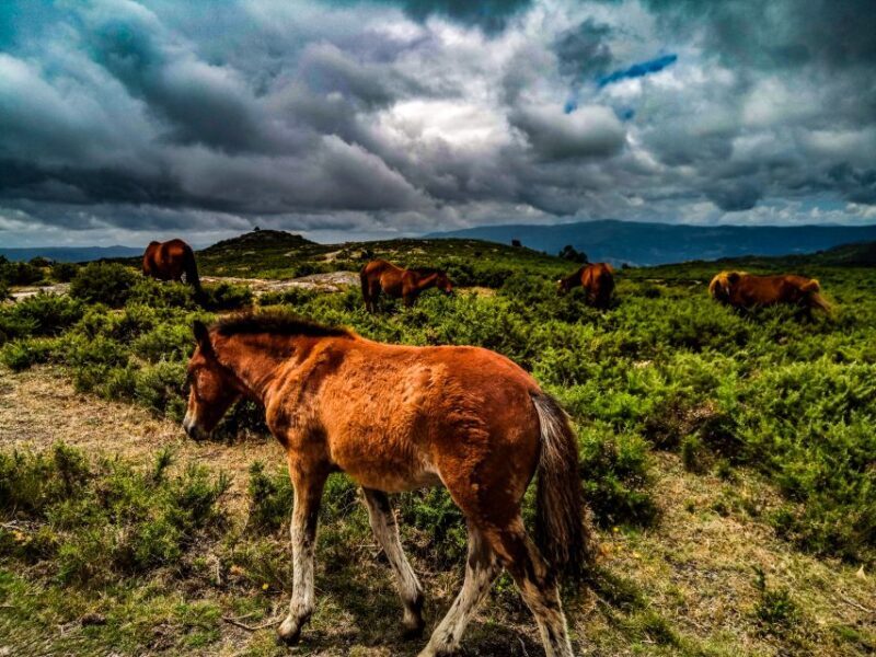 2h Buggy Tour  Arcos de Valdevez  Peneda Gerês - What Its Like to Drive