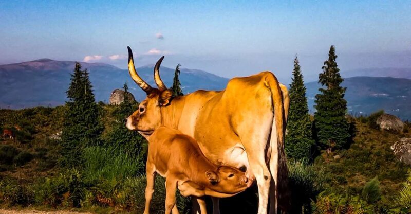 2h Buggy Tour  Arcos de Valdevez  Peneda Gerês - What You’ll See and Experience