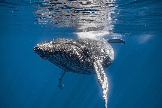 2Hour Whale Watching and Boat Cruise in Haleiwa Oahu Hawaii - Why This Tour Is Worth Considering