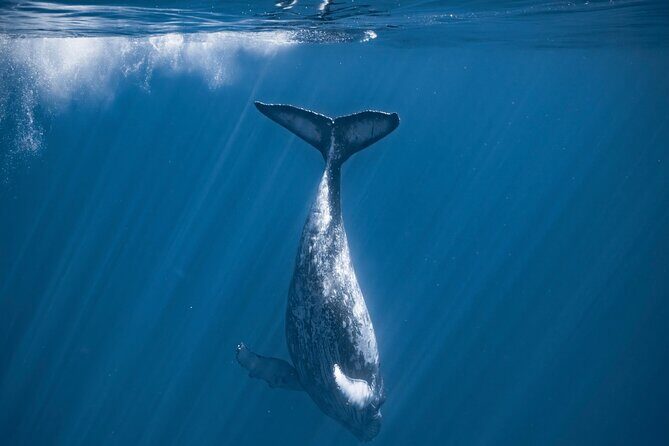 2Hour Whale Watching and Boat Cruise in Haleiwa Oahu Hawaii - FAQs