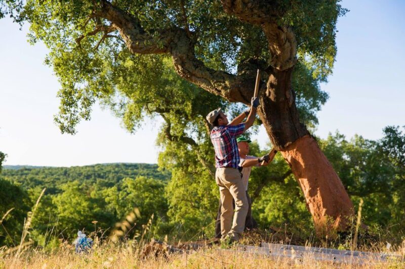 2hr Cork Safari in a Classical Land Rover - In-Depth Review of the Cork Safari Experience