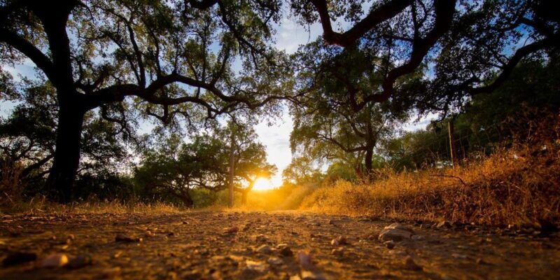2hr Cork Safari in a Classical Land Rover - The Sum Up: Why Choose This Cork Safari?