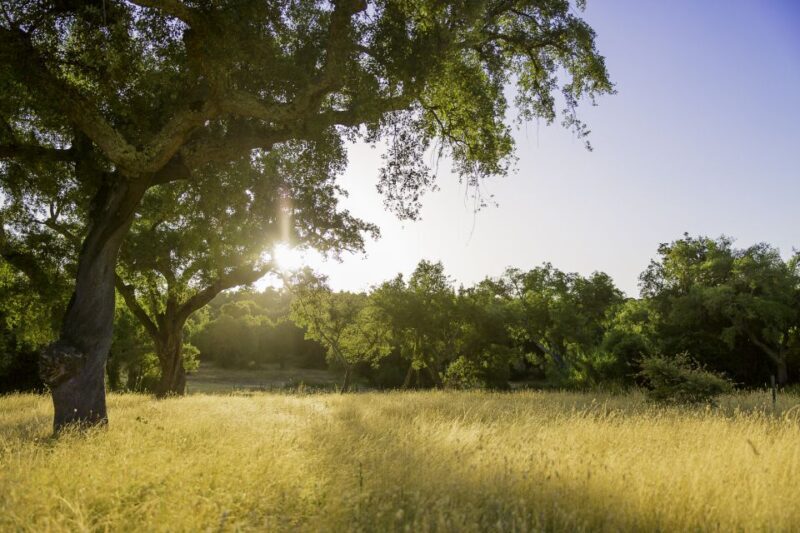 2hr Cork Tour in a Jeep - An Insider Look at the 2-Hour Cork Jeep Tour
