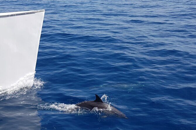 2hrs Dolphins Sunset Sailing Cruise With Drink - An In-Depth Look at the Experience