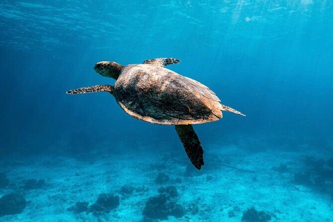 2x Snorkelling Phi Phi, Maiton, Maya Bay, khai islands tour - Comprehensive Review of the 2x Snorkelling Phi Phi, Maiton, Maya Bay, Khai Islands Tour