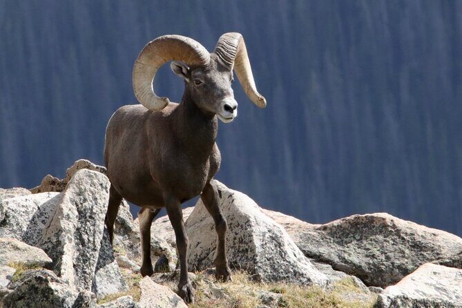 3/4 Day Rocky Mountain NP "Mountain to Sky+Bear Lake Rd" Tour - RMNPhotographer - Key Points