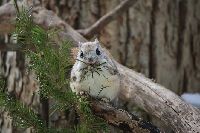 3.5hours Primeval Forest Snowshoe hike and Wildlife Watching Tour - Key Points