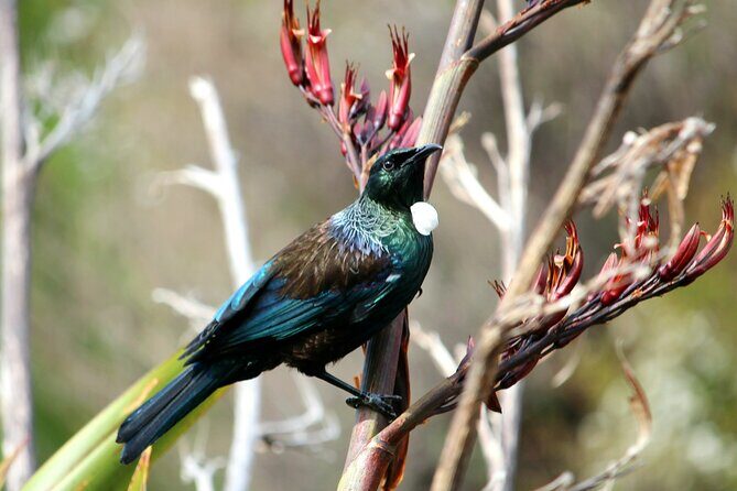 3 Day Abel Tasman Guided Walk - Transport and Logistics