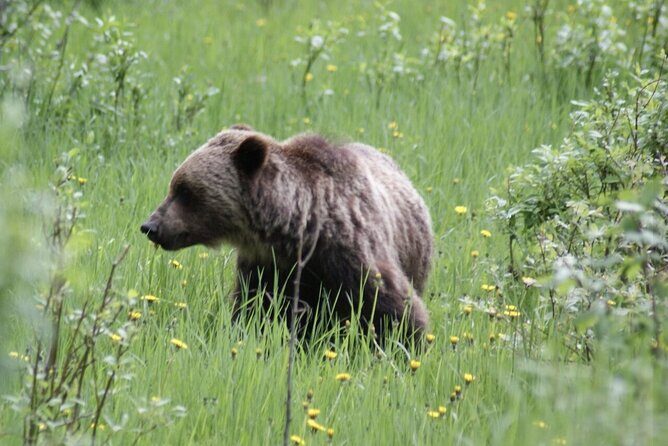 3 Day Banff National Park Johnston Canyon Voyage Car Tour - Day 2: Lakes and Mountain Vistas