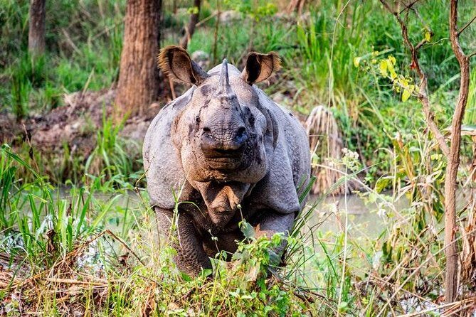 3 Day Chitwan Jungle exploration Tour from Pokhara - Accommodation & Meals