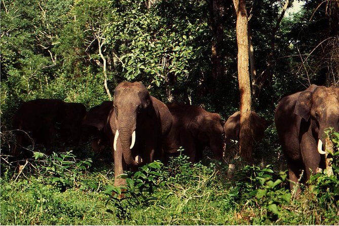3 Day Chitwan Jungle exploration Tour from Pokhara - Activities & Cultural Experiences