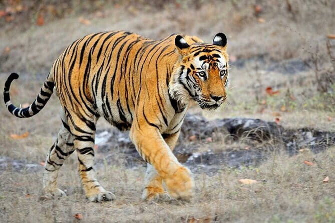 3-Day Chitwan Jungle Safari Adventure From Kathmandu - Analyzing the Value