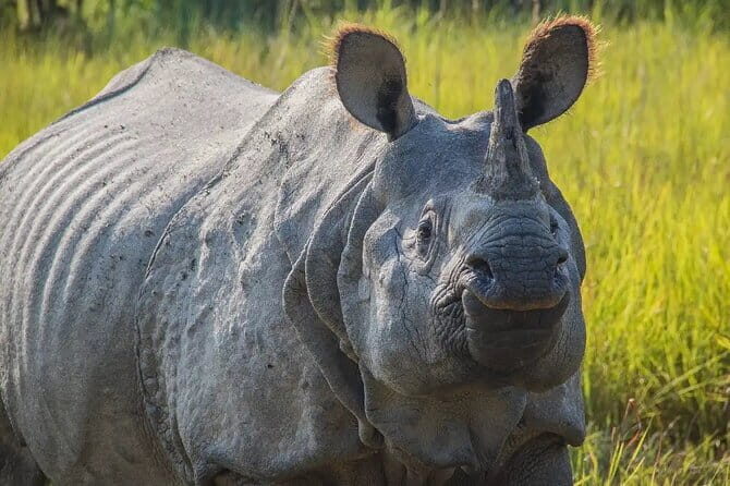 3-Day Chitwan Jungle Safari Adventure From Kathmandu - The Bottom Line: Who Should Book This?
