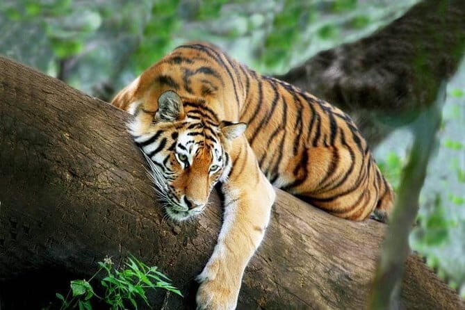 3-Day Chitwan Jungle Safari Adventure From Kathmandu - FAQs about the 3-Day Chitwan Jungle Safari Adventure