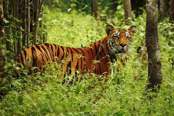 3-Day Chitwan Jungle Safari Tour from Kathmandu - FAQ
