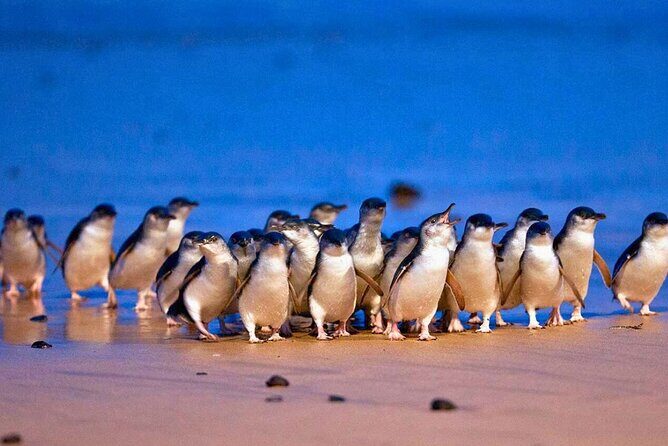 3 Day Combo: Great Ocean Road, Penguin Parade and FREE City Tour - An Overview: What to Expect from This 3-Day Tour