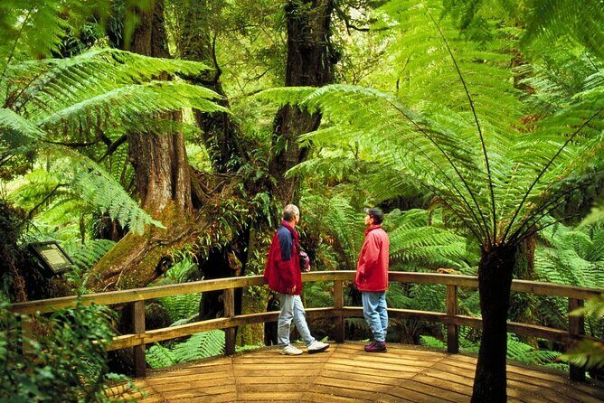 3 Day Combo: Great Ocean Road, Penguin Parade and FREE City Tour - Final Thoughts