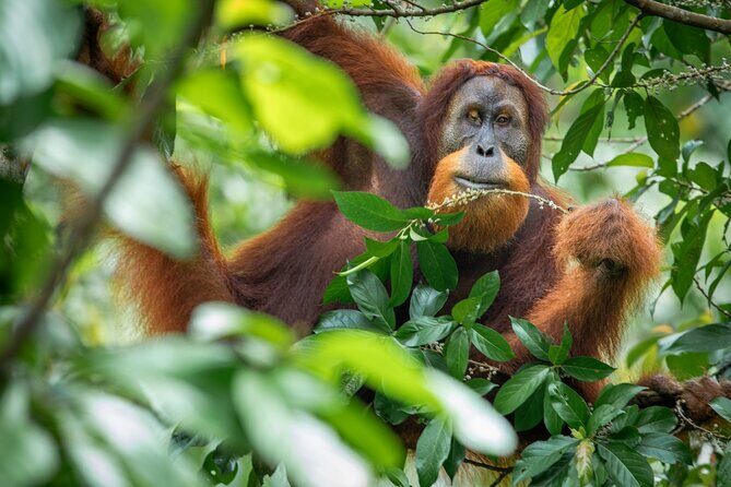3-Day Ethical Orangutan Jungle Trek | Bukit Lawang, Sumatra - The Value of This Trek