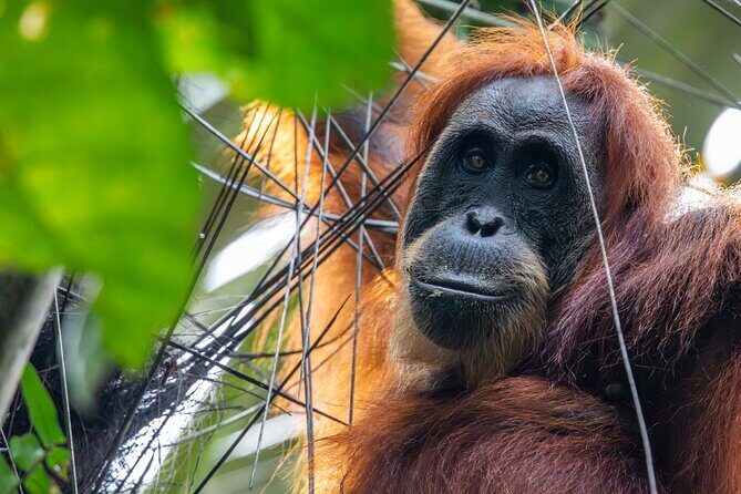 3-Day Ethical Orangutan Jungle Trek | Bukit Lawang, Sumatra - FAQs