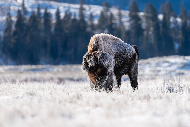 3 Day Guided Wildlife Photography Tour in Yellowstone - Discover Yellowstone Through the Lens: A 3-Day Wildlife Photography Tour