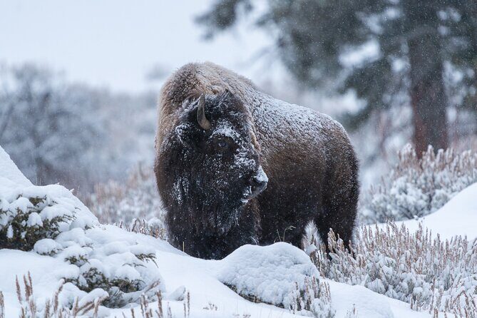 3 Day Guided Wildlife Photography Tour in Yellowstone - An In-Depth Look at the Yellowstone Photography Experience