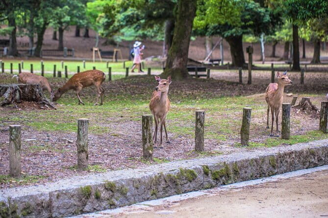 3 Day Japan Tour Kyoto, Osaka & Nara from Tokyo - Practical Details and Value Analysis