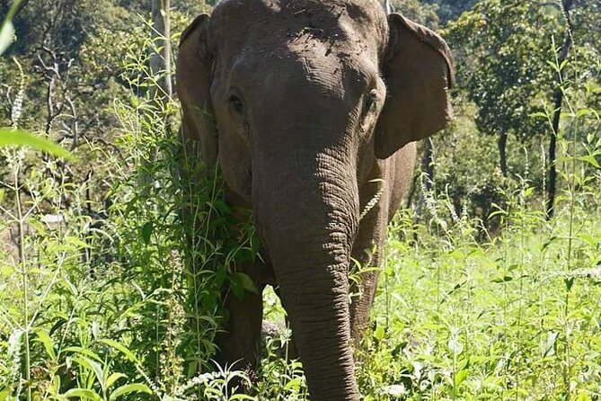 3-Day Kindred Spirit Elephant Sanctuary Chiang Mai - An Overview of the Experience
