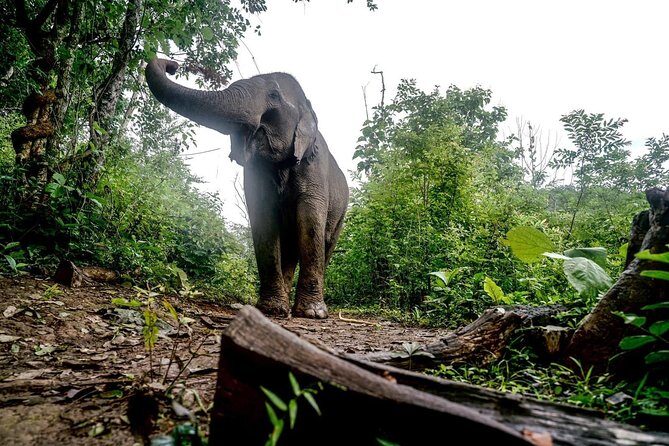 3-Day Kindred Spirit Elephant Sanctuary Chiang Mai - Practical Tips