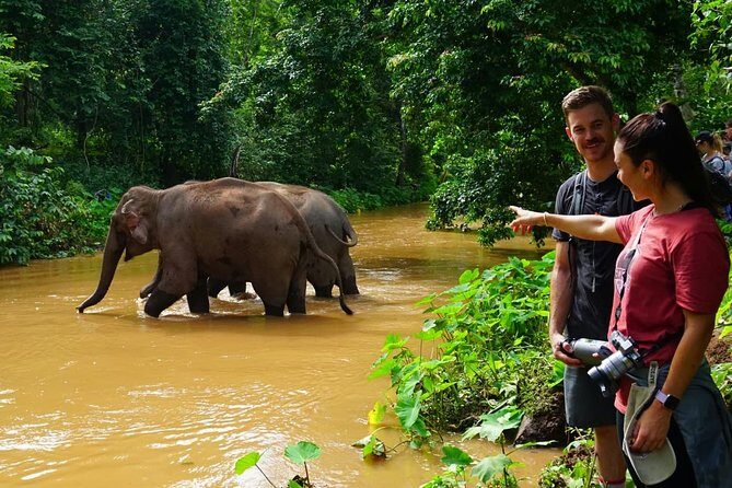 3-Day Kindred Spirit Elephant Sanctuary Chiang Mai - The Sum Up: Who Is This Tour Best For?