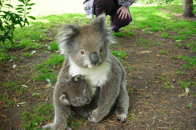 3-Day Melbourne to Adelaide Tour Including the Great Ocean Road - Final Thoughts