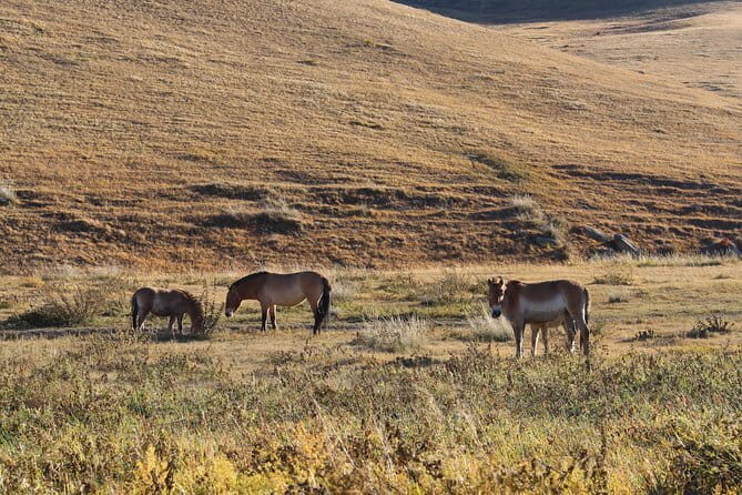 3 Day Mongolia Getaway tour Private tour - Who Is This Tour Best For?