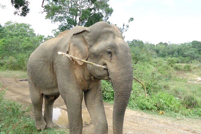 3-Day Private Guided Safari Tour in Yala National Park Sri Lanka - The Experience: Pros and Cons