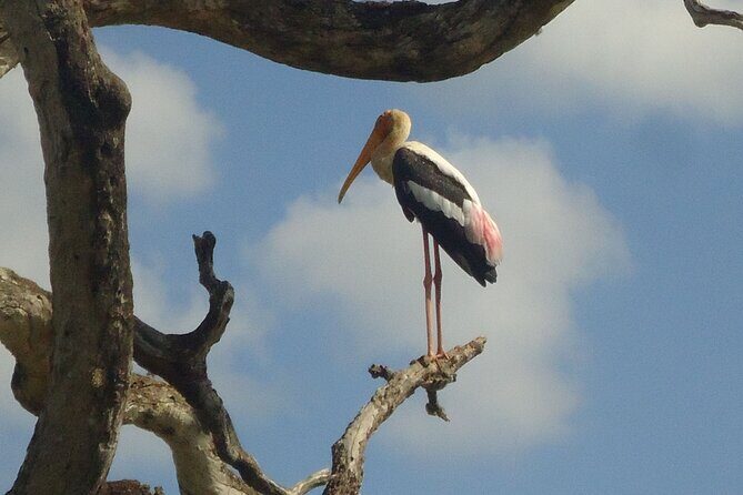 3-Day Private Guided Safari Tour in Yala National Park Sri Lanka - Who Will Love This Tour?