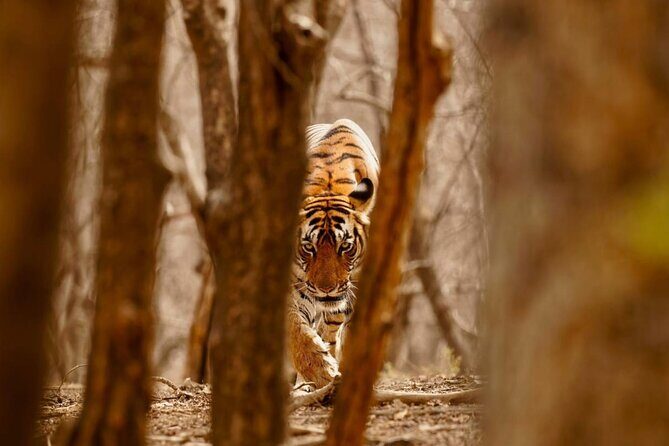 3-Day Private Ranthambhore Tiger Tour Including Delhi, Agra, Jaipur - Frequently Asked Questions