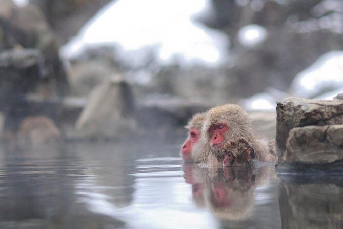 3-Day Private Tokyo and Nagano: Snow Monkeys, Tsukiji Market and Bullet Train - In-depth Review of the Tour Experience