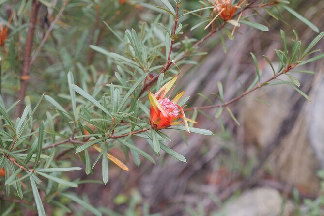 3 Day Scenic Tour of Blue Mountains from Sydney - Final Thoughts