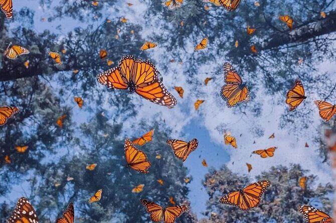 3 day Tour to Discover the Magic of Mexico & Monarch Butterflies - Who Will Love This Tour?