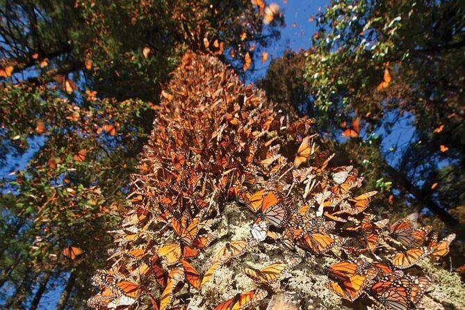 3 day Tour to Discover the Magic of Mexico & Monarch Butterflies - Final Thoughts: Is This Tour Worth It?